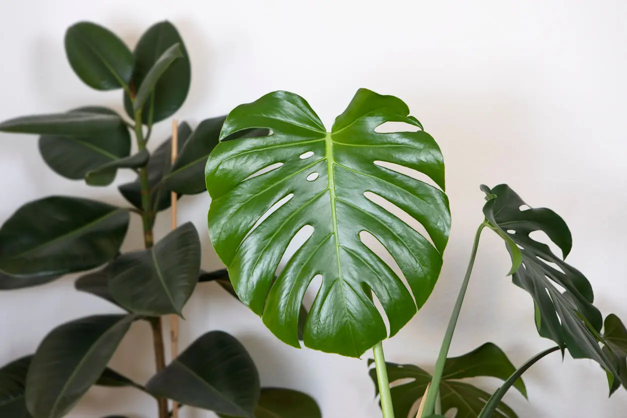 Monstera deliciosa: 6 Tipps für Pflege und Wachstum