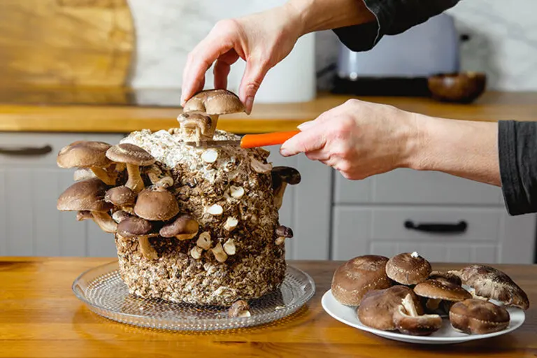 Crea tu propio huerto de setas comestibles en casa: una guía para principiantes