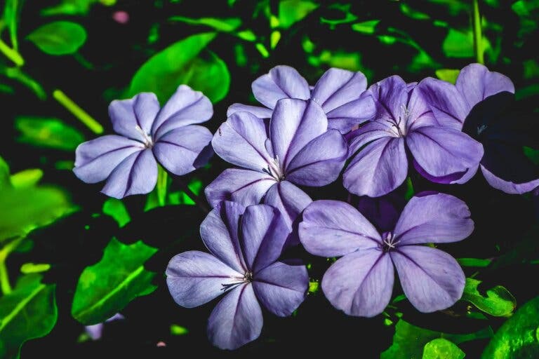 Guía de cuidados para la vinca: llena tu jardín de flores esta primavera