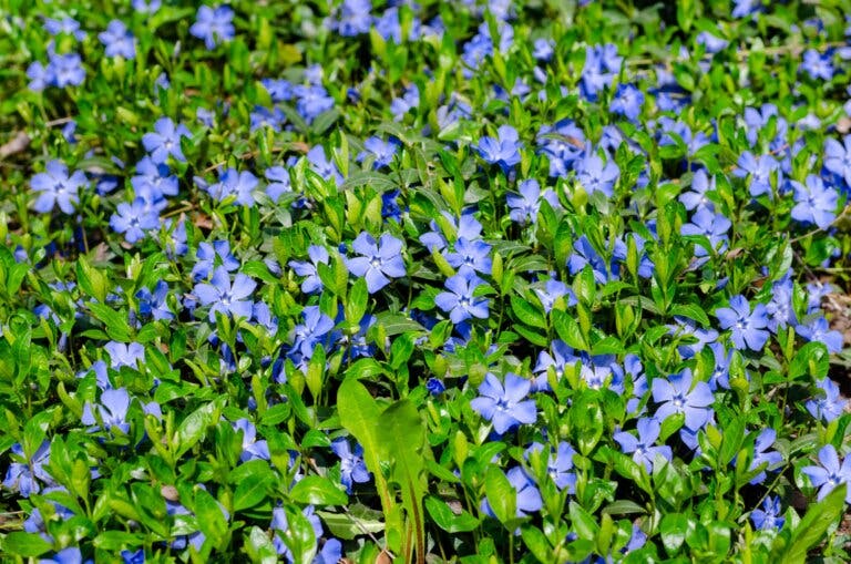 Tener un jardín con vinca