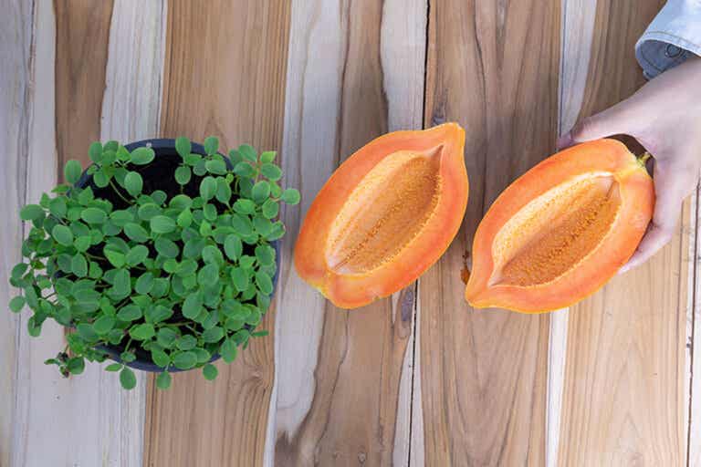 Mira cómo cultivar papaya en casa y cosechar en menos de 1 año