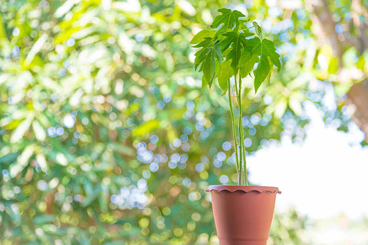 Papaya anbauen - Pflanze in einem Topf