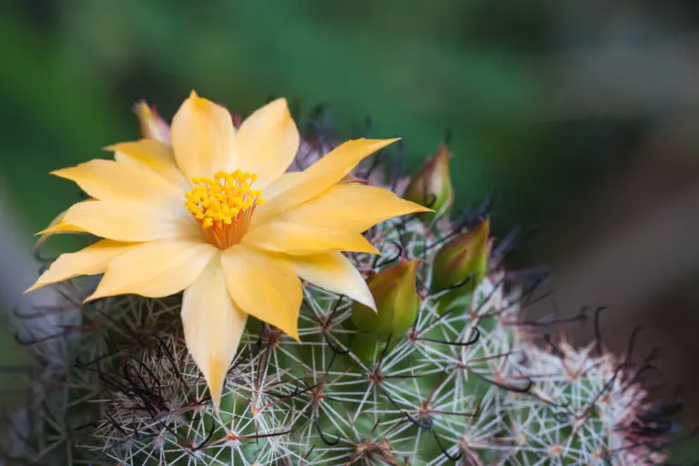 El arte de hacer florecer los cactus: 6 consejos prácticos