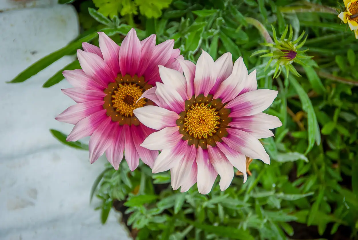 Fiori di gazania bianchi e rosa.