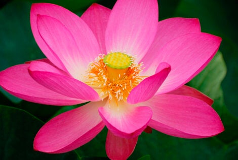 Aprende a germinar la flor de loto en casa y cuidarla en una pecera