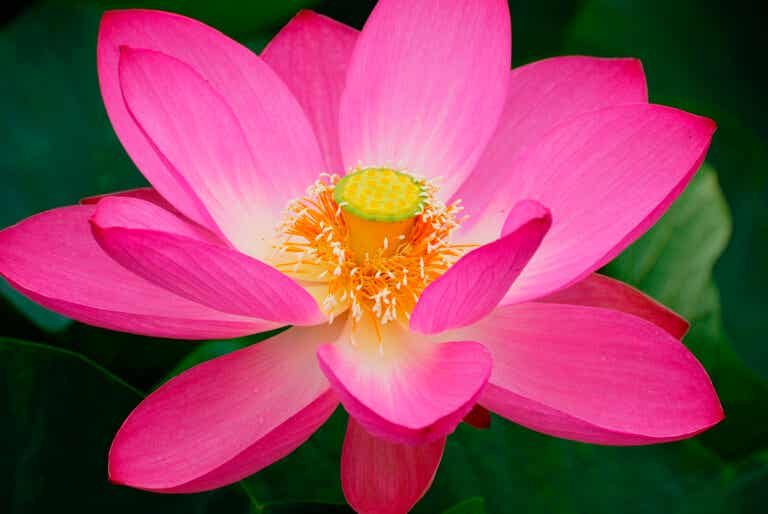 Aprende a germinar la flor de loto en casa y cuidarla en una pecera