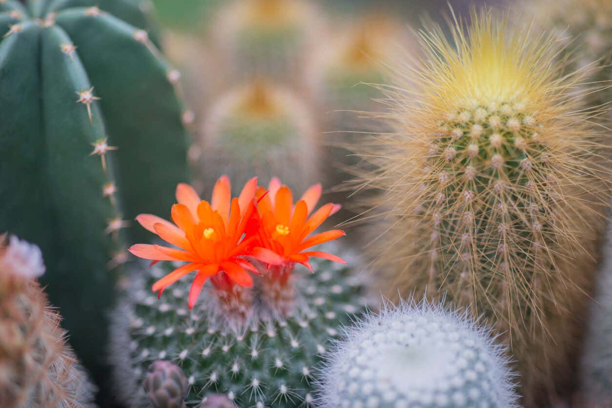 Flor roja de kaktus.