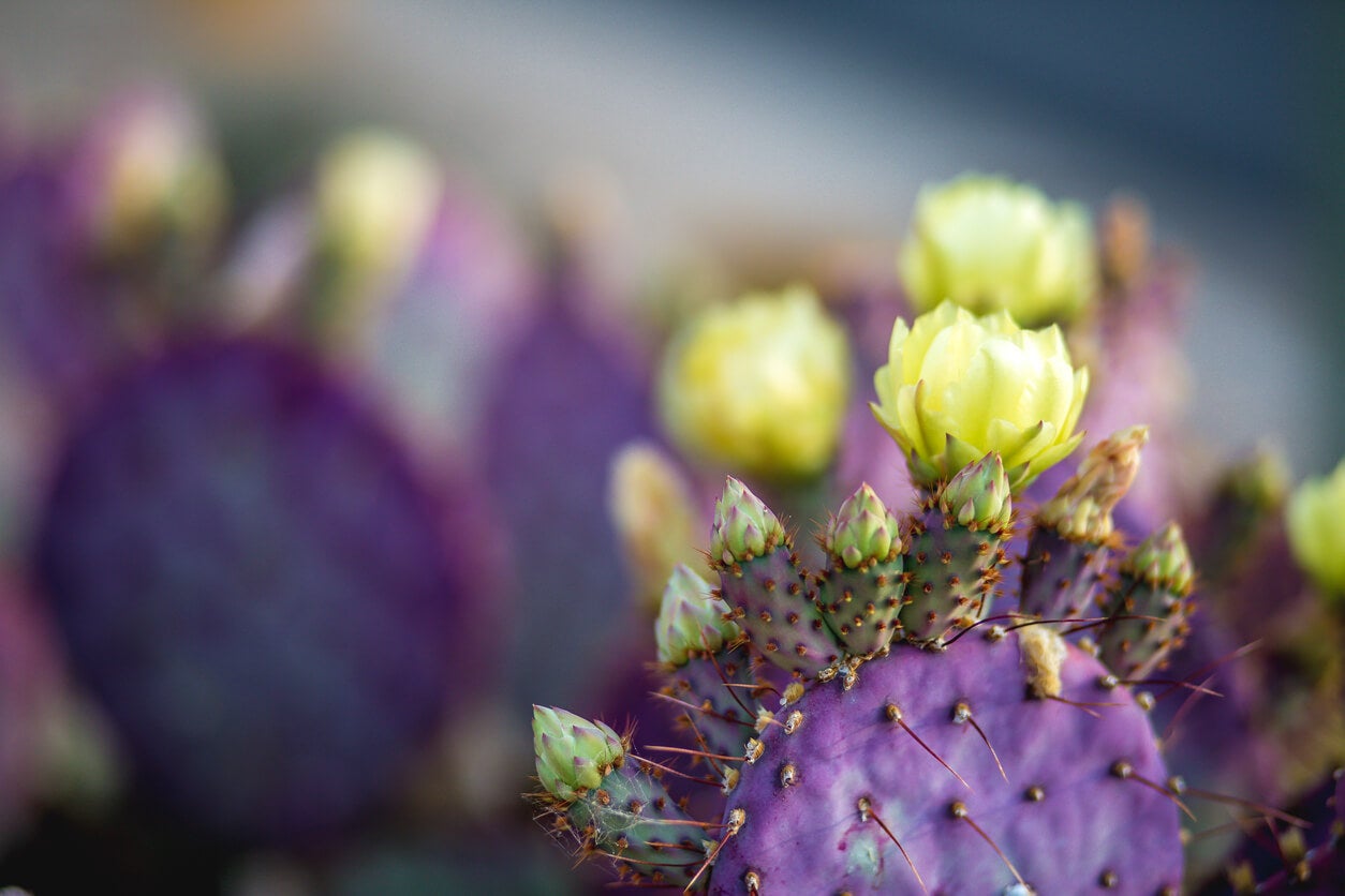 Hacer florecer un cactus Santa Rita.