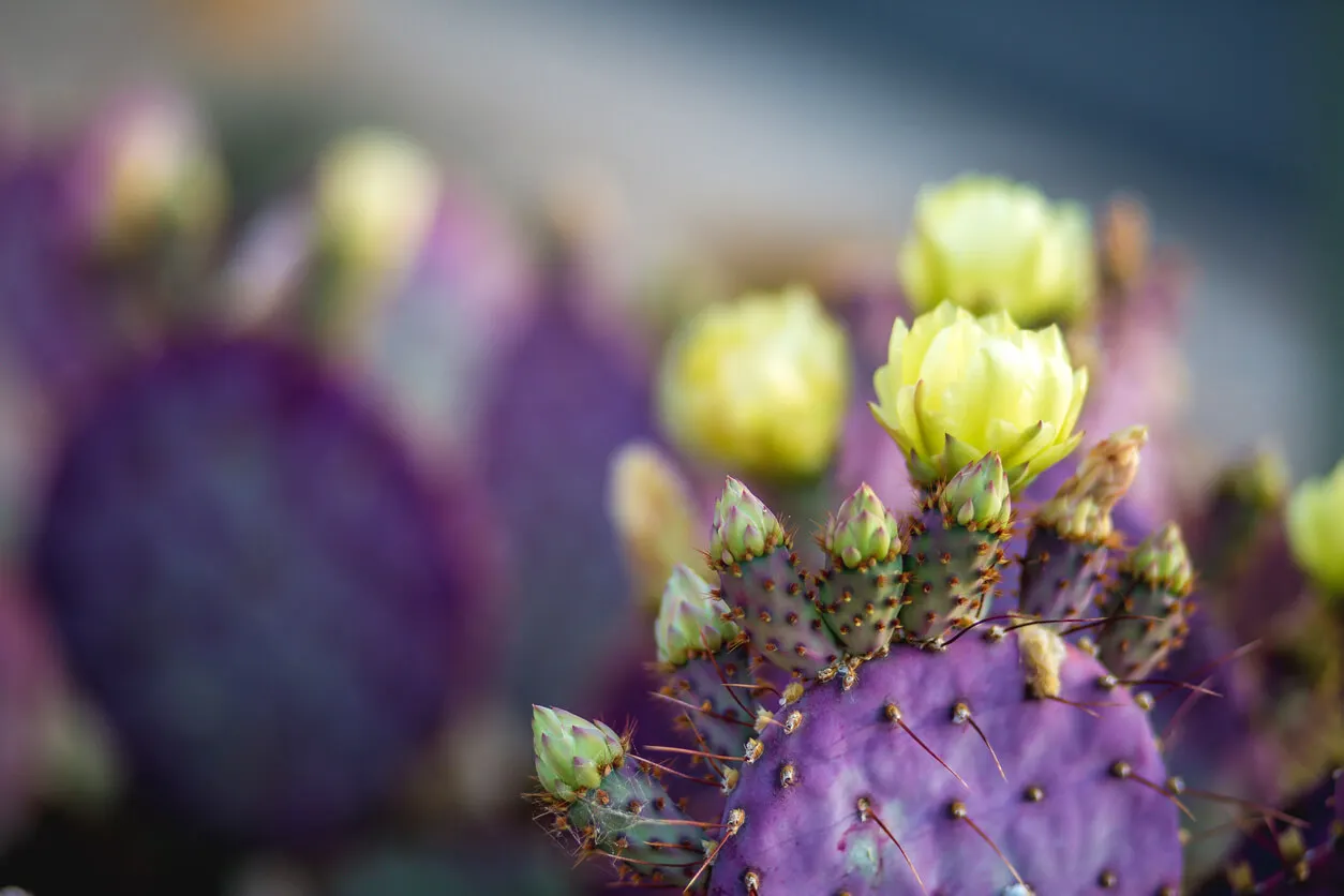 Hacer florecer un cactus Santa Rita.