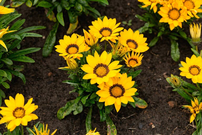 Aprende a cuidar las gazanias para que florezcan por más tiempo