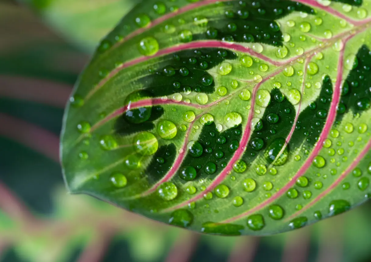 Hojas de la maranta de la oración o planta sapito.
