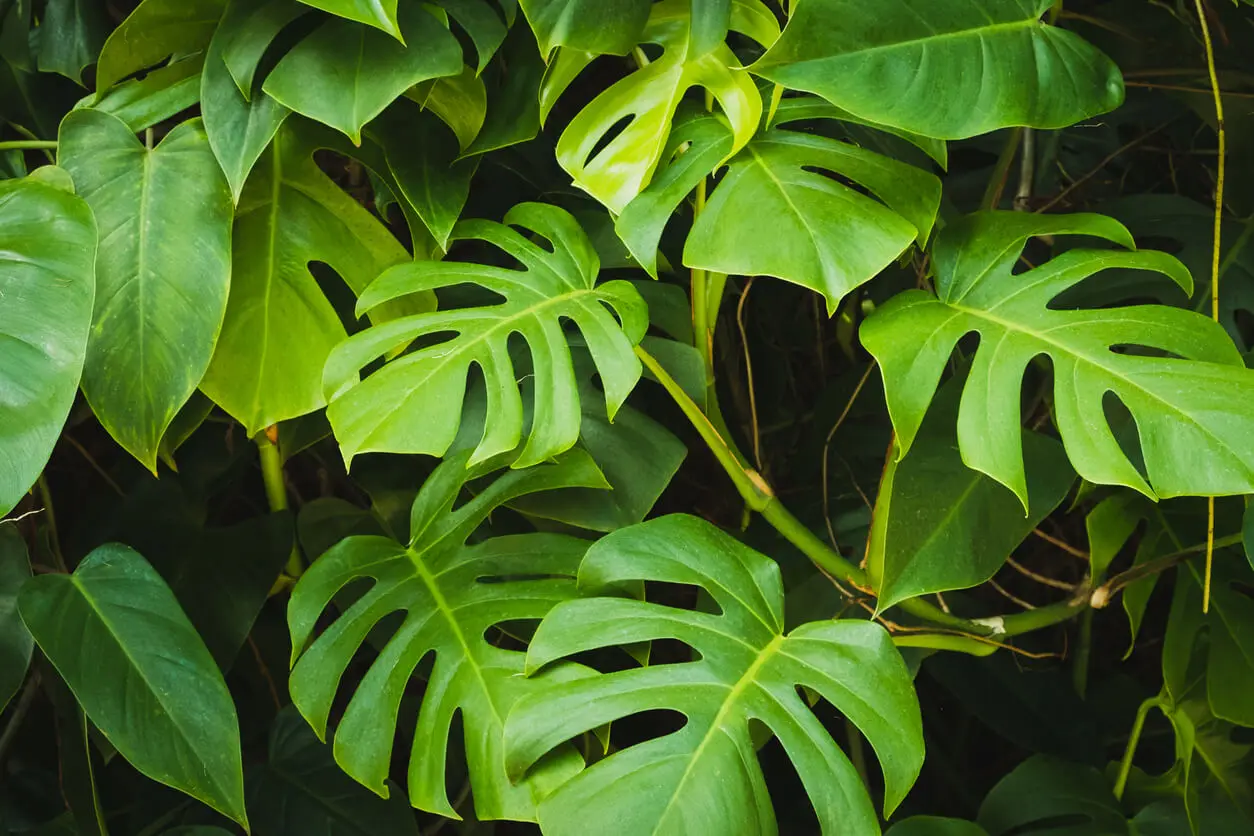 Hojas de Monstera deliciosa o costilla de Adán.