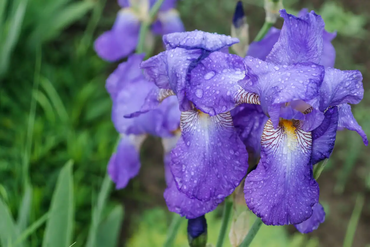 Iris germanica