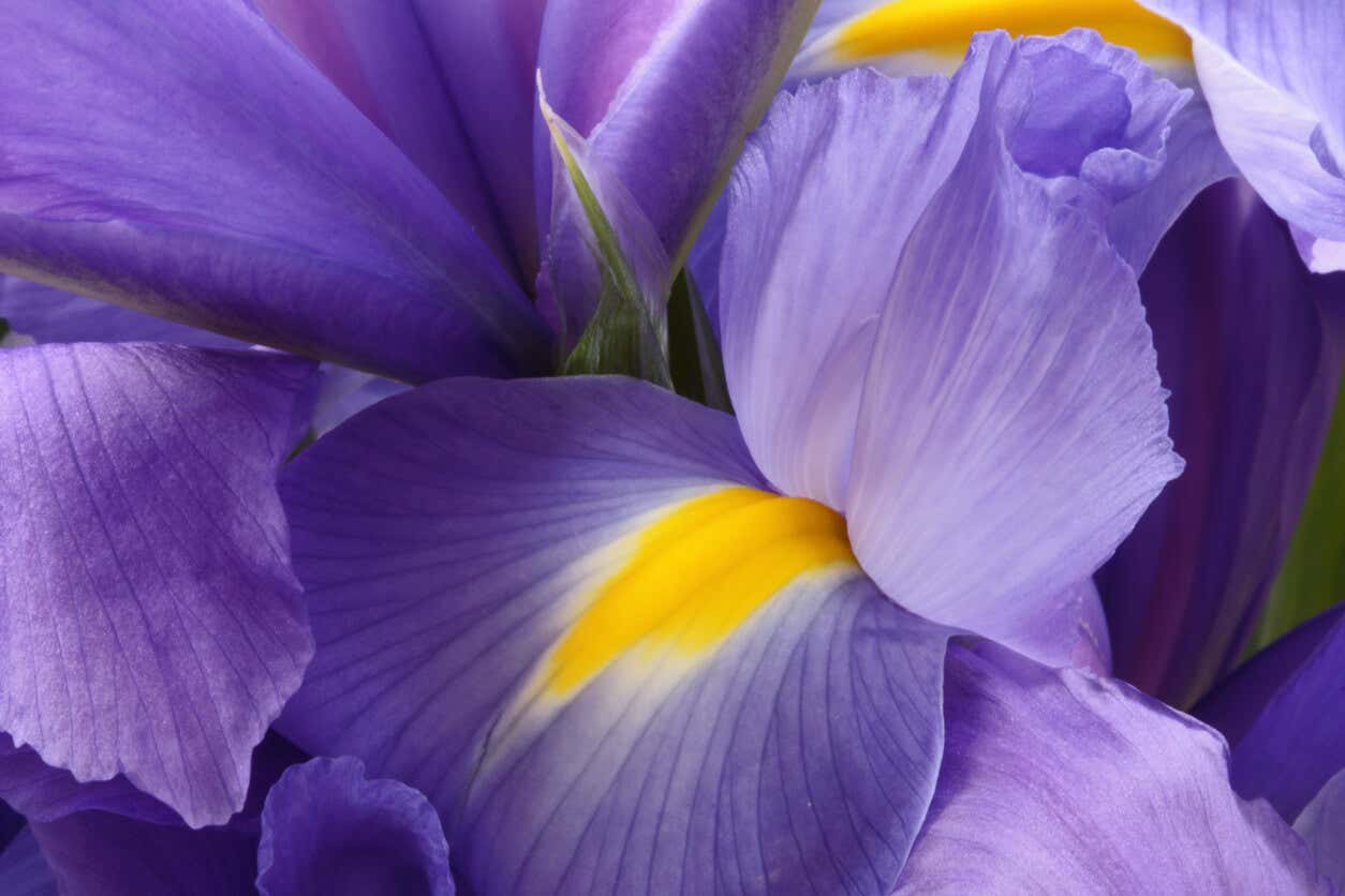 Lirio violeta