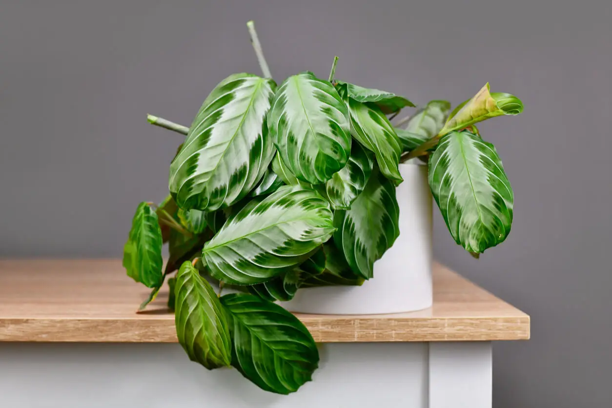 Maranta de la oración variante silver.