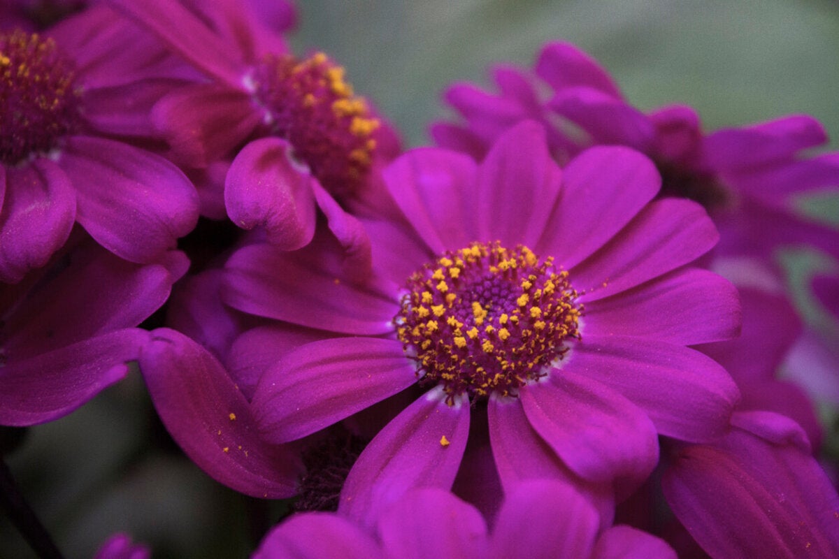 Nombres De Flores Moradas Y Amarillas