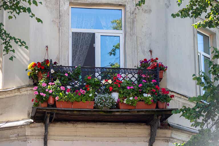 20 mejores plantas colgantes resistentes al sol para decorar balcones y exteriores