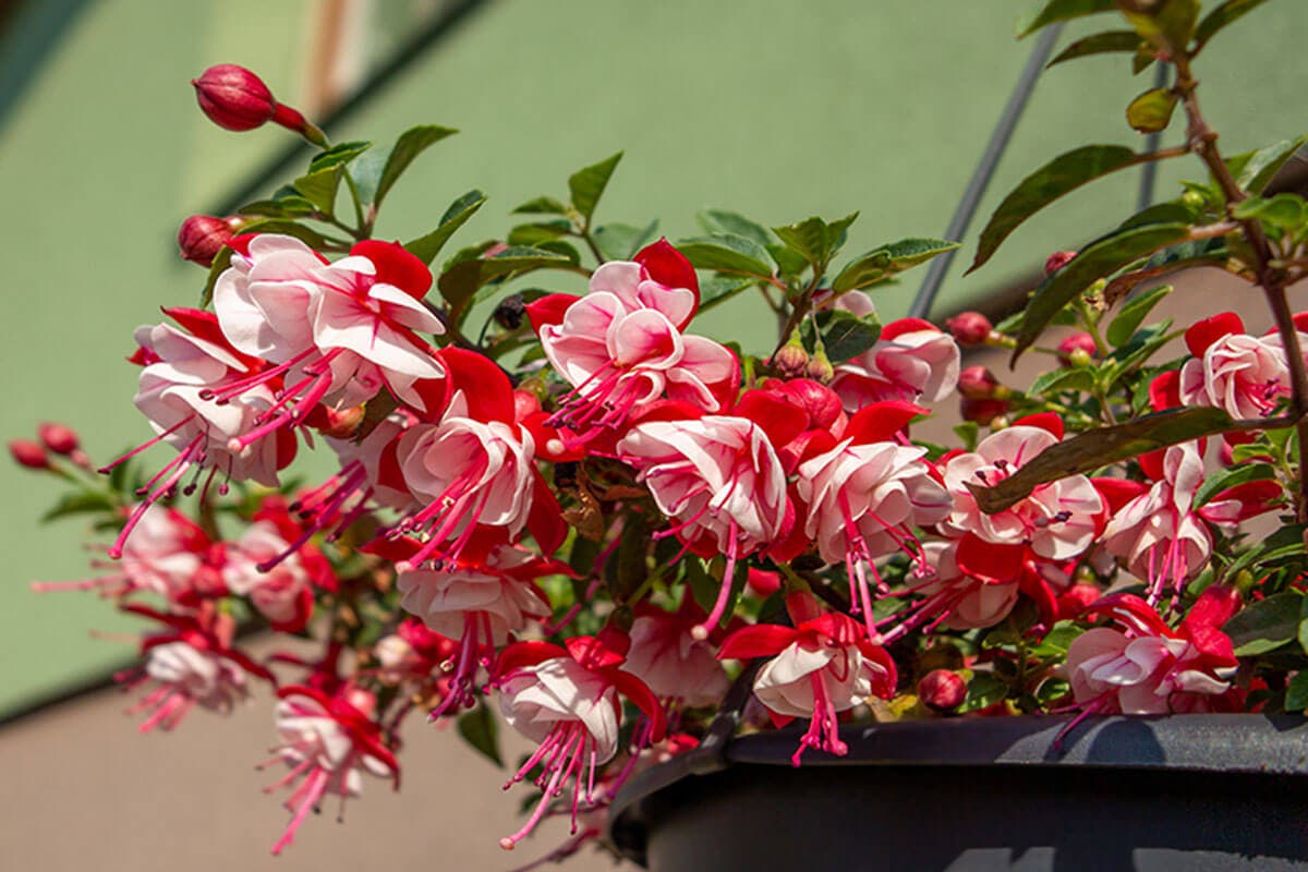 Monta aurinkoa kestävää roikkuvaa kasvia: verenpisarat.