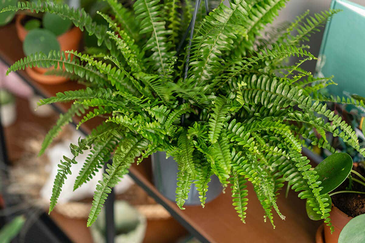 Hanging ferns are one of the most classic plants for decor.