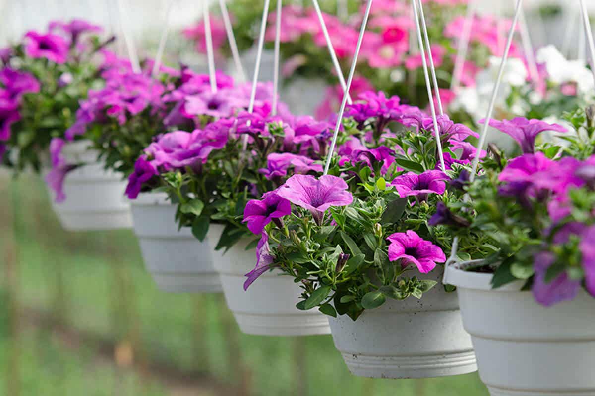 Las petunias son una de las mejores plantas colgantes para dornar balcones.