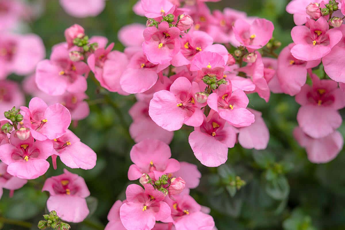 La reine rose est l'une des meilleures plantes suspendues résistantes au soleil.
