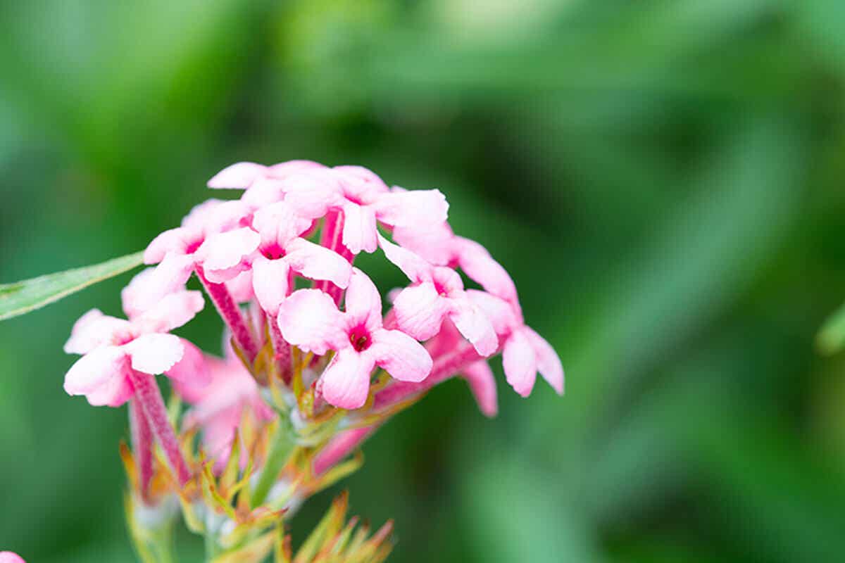 La verbena es una planta muy llamativa por sus colores.