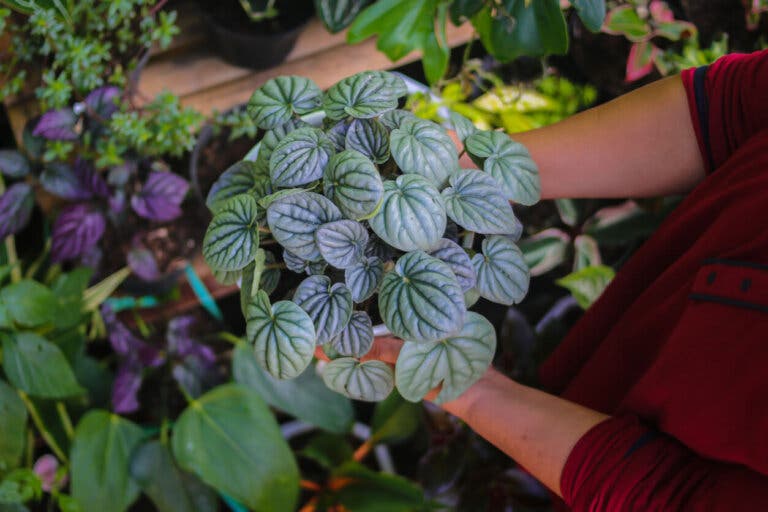 6 mejores tipos de peperomia para tener en casa y cómo cuidarlas