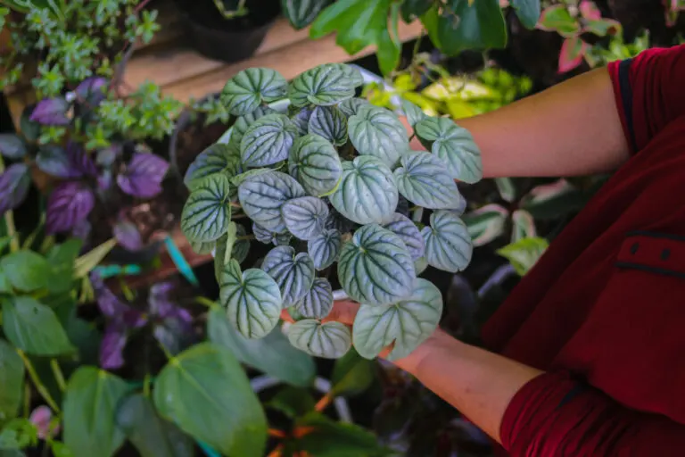 6 mejores tipos de peperomia para tener en casa y cómo cuidarlas