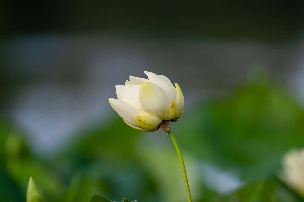 Fleur de lotus américaine.