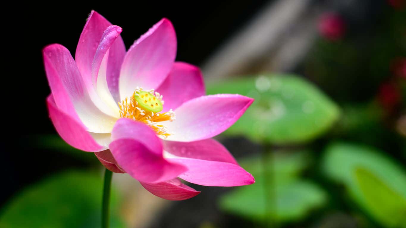 Nelumbo nucifera eller flor de loto.
