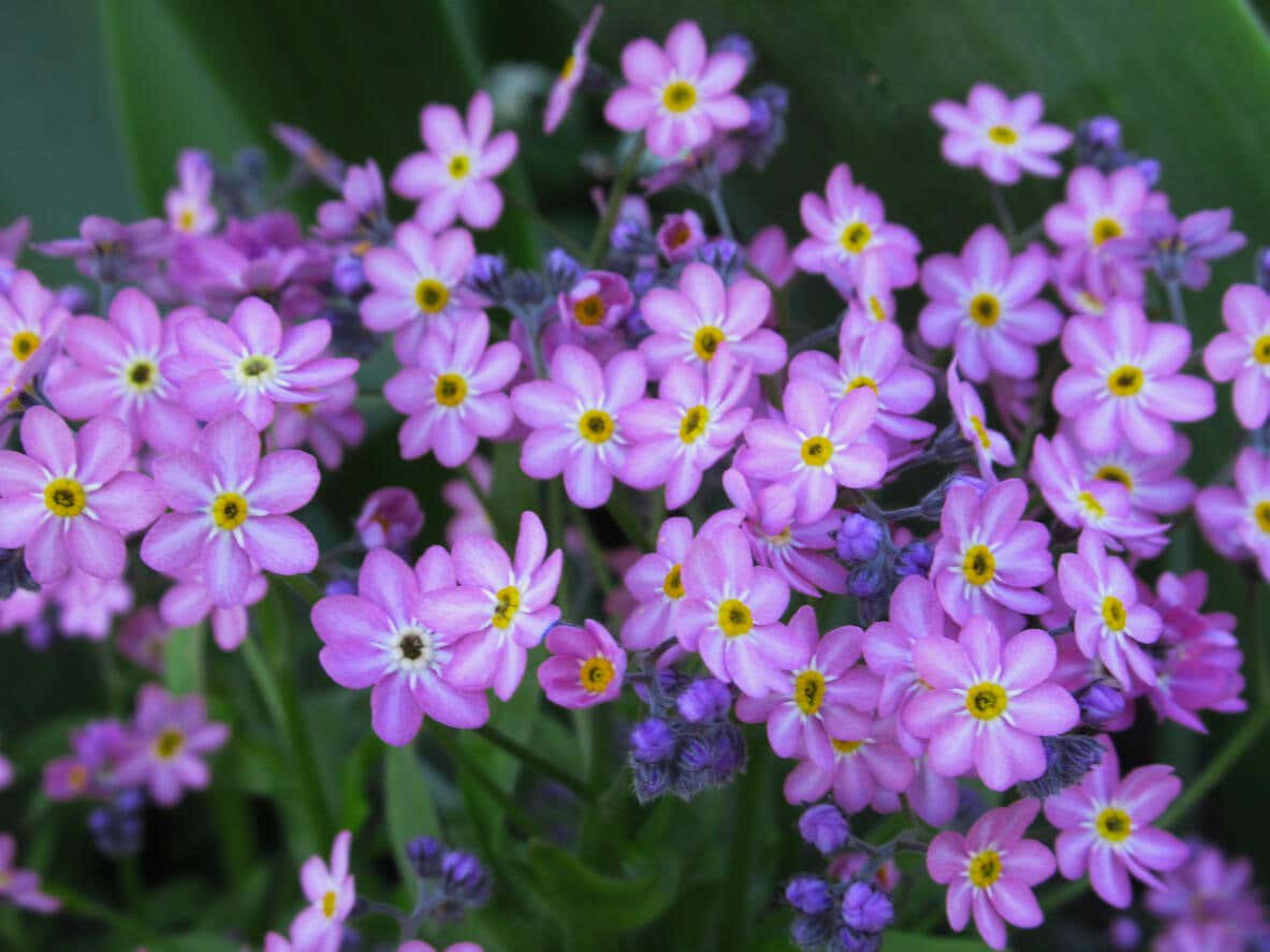 Nomeolvides con flores violetas