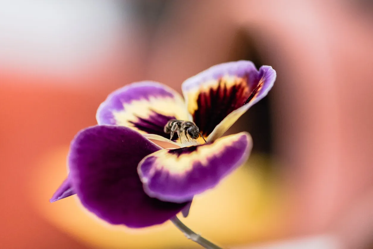 Orquídeas de interior variante Milthonipsis.