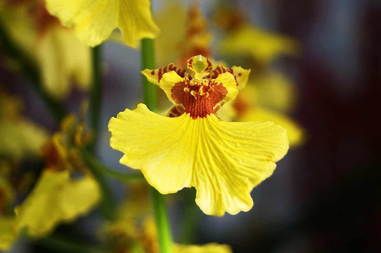 Orquídea oncidium.