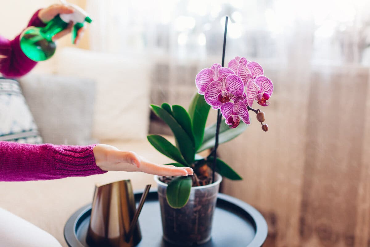 Orquídea Phalaenopsis