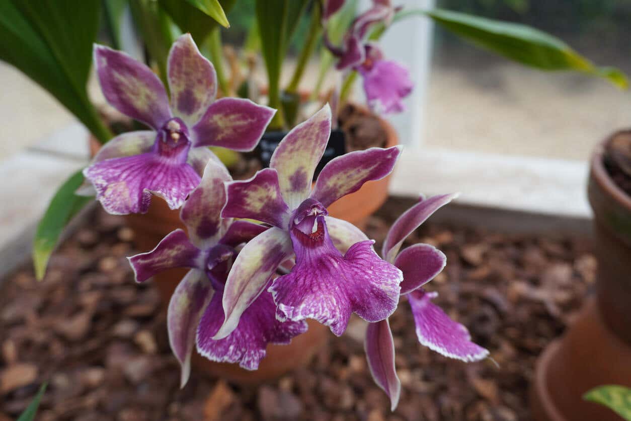 The Zygophetalum is one of the many indoor orchids.
