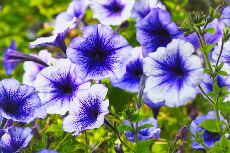 Las flores moradas incluyen las petunias