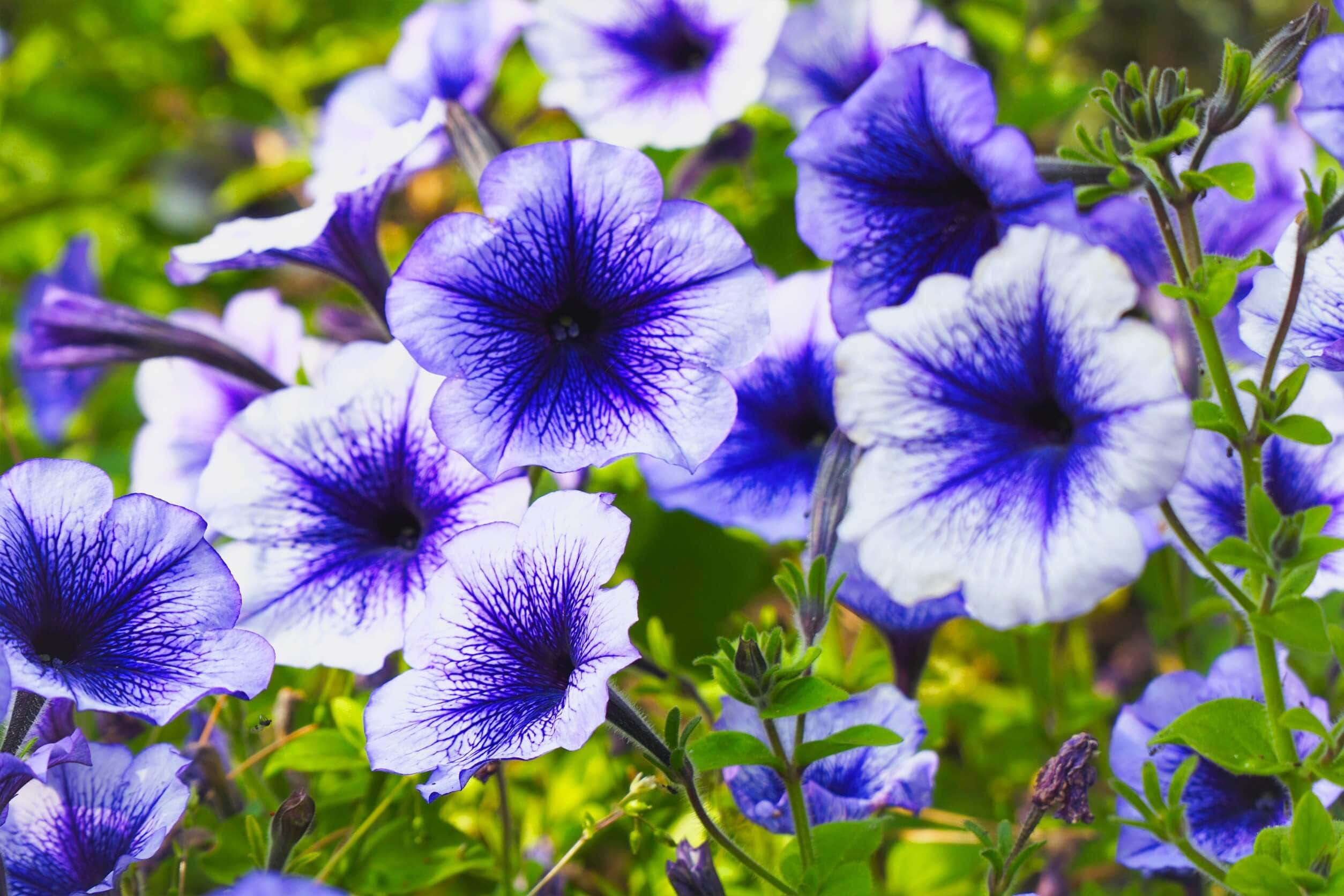 Les fleurs violettes incluent les pétunias