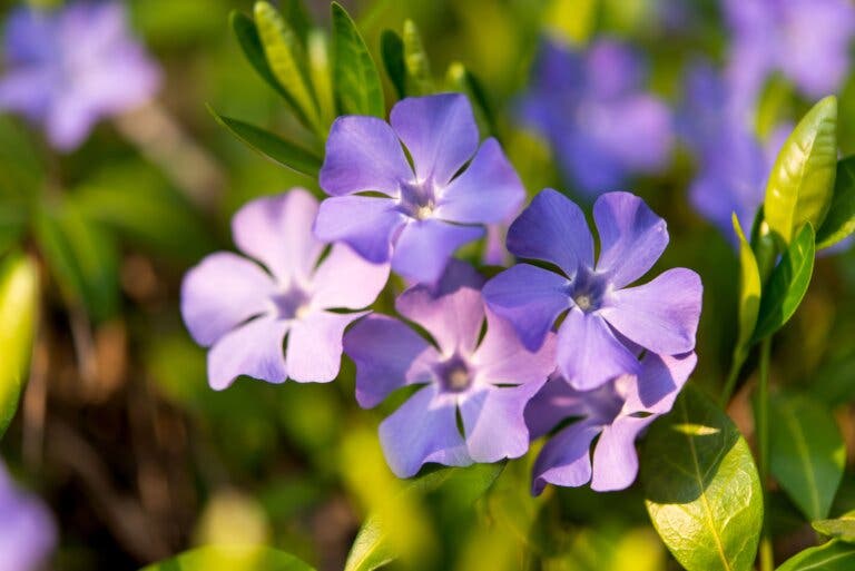 Plantar y reproducir vinca
