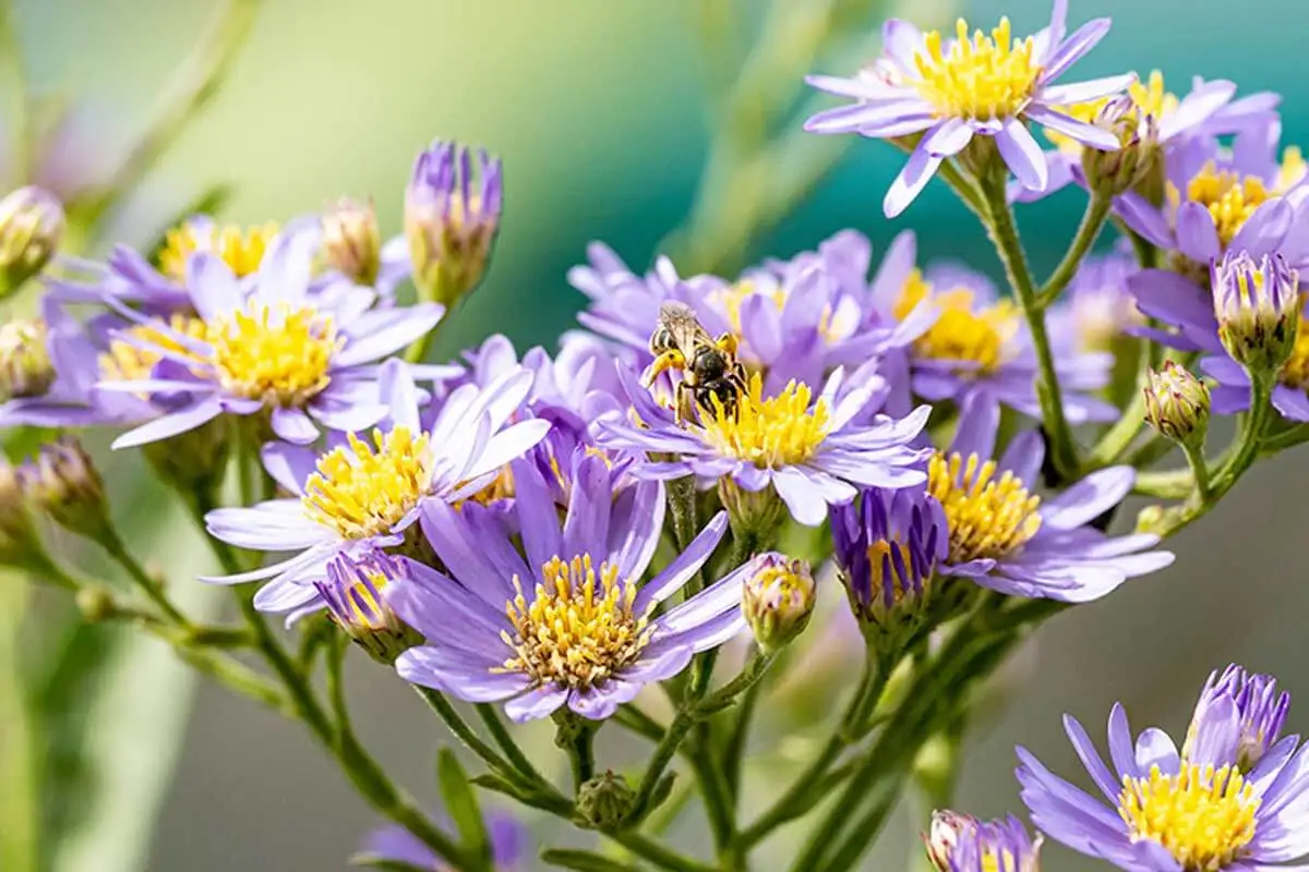 La boltonia atrae diferentes insectos como las abejas.