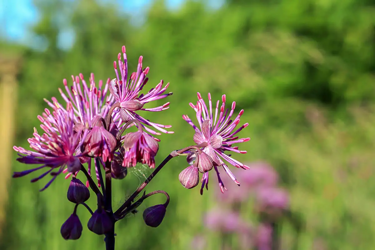 La flor de la Calle de la pradera es muy apetecida por los colobríes.