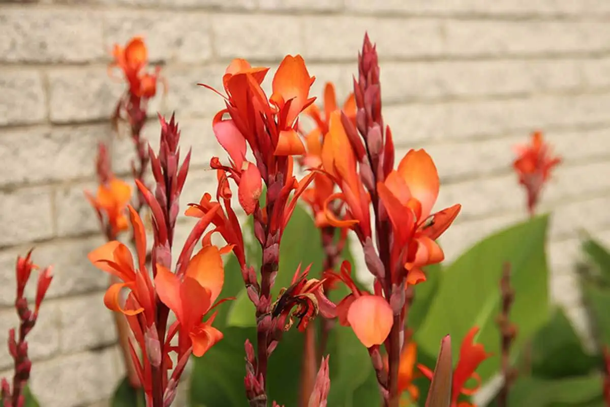 La cannaceae es una de las plantas con flores altas para el jardín.