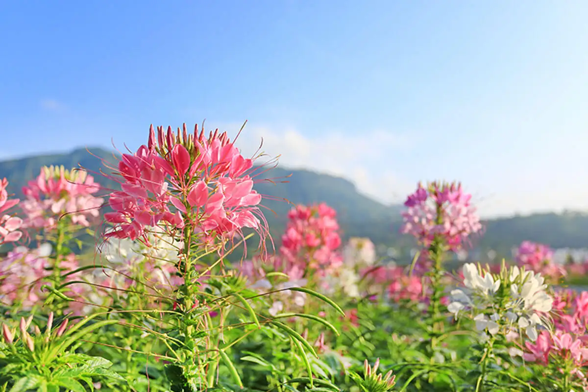 Las cleome son plantas con flores altas, también conocidas como la flor de la araña.