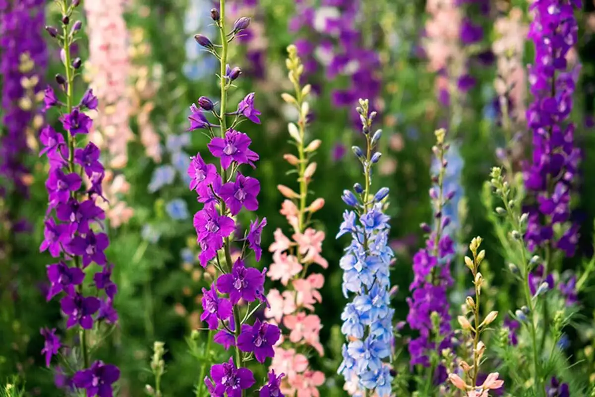 Los colores del Delphinium son hermosos y muy variados.