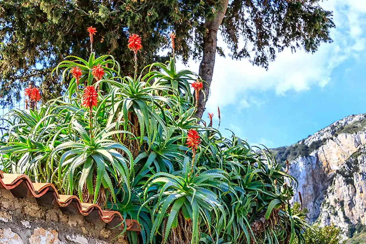 La antorcha aloe es una suculenta con flores altas.