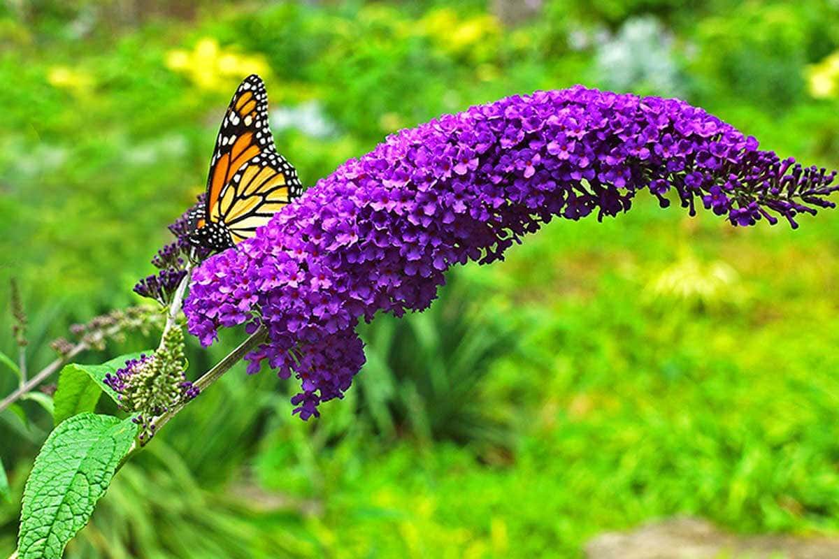 La buddleja davidii es conocida como el arbusto de las mariposas.