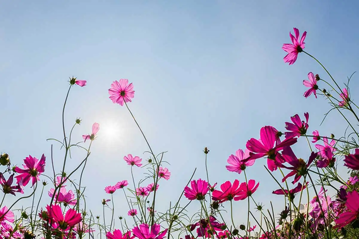 El cosmos es una planta de flores altas muy sencilla, pero hermosa.
