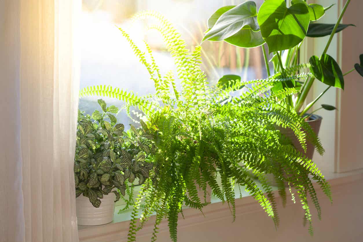 Le piante necessitano della luce del sole.