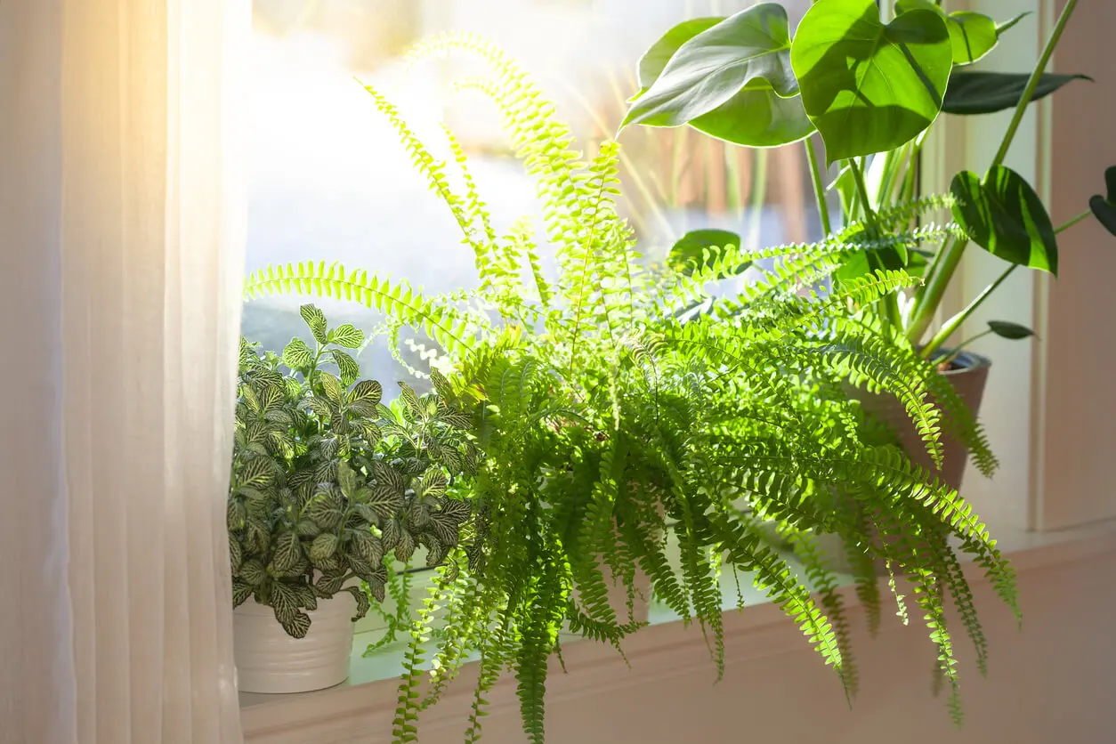 Plantas reciben luz del sol para primavera.