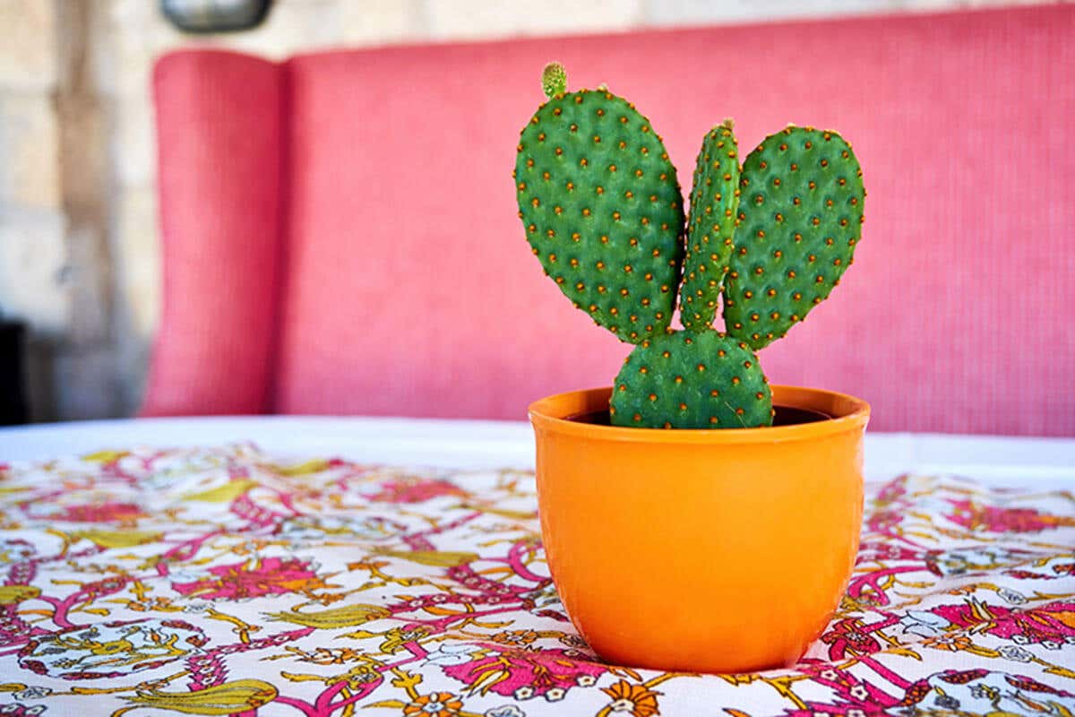 Een cactus ficus-indica