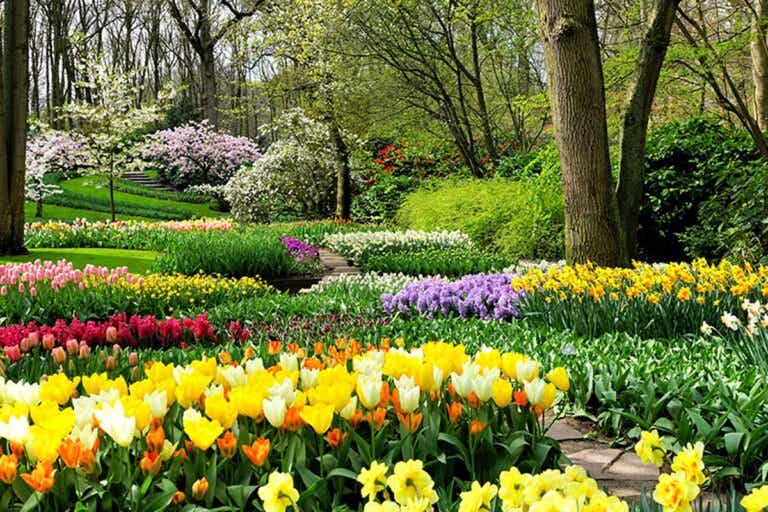 ¡Llegó la primavera! Siembra estos 8 bulbos en tu jardín para llenarlo de vida y color